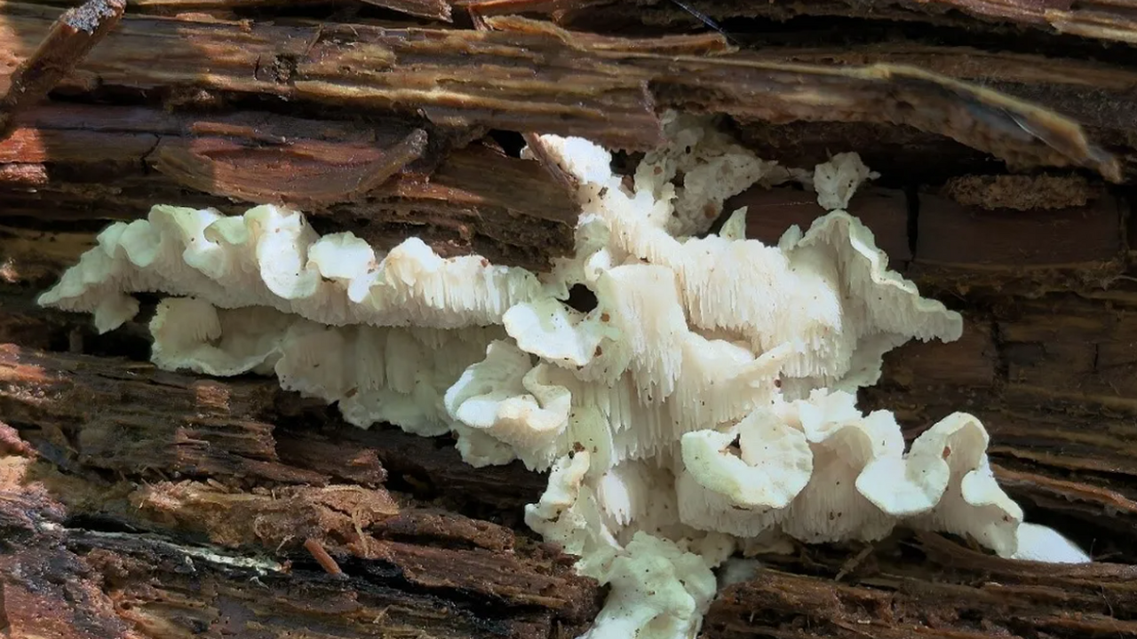 World's largest population of rare mushroom discovered in