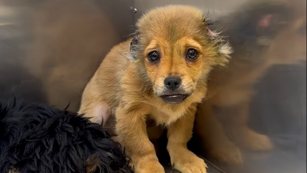 Police search underway after puppies’ ears ‘brutally’ cut in Poland