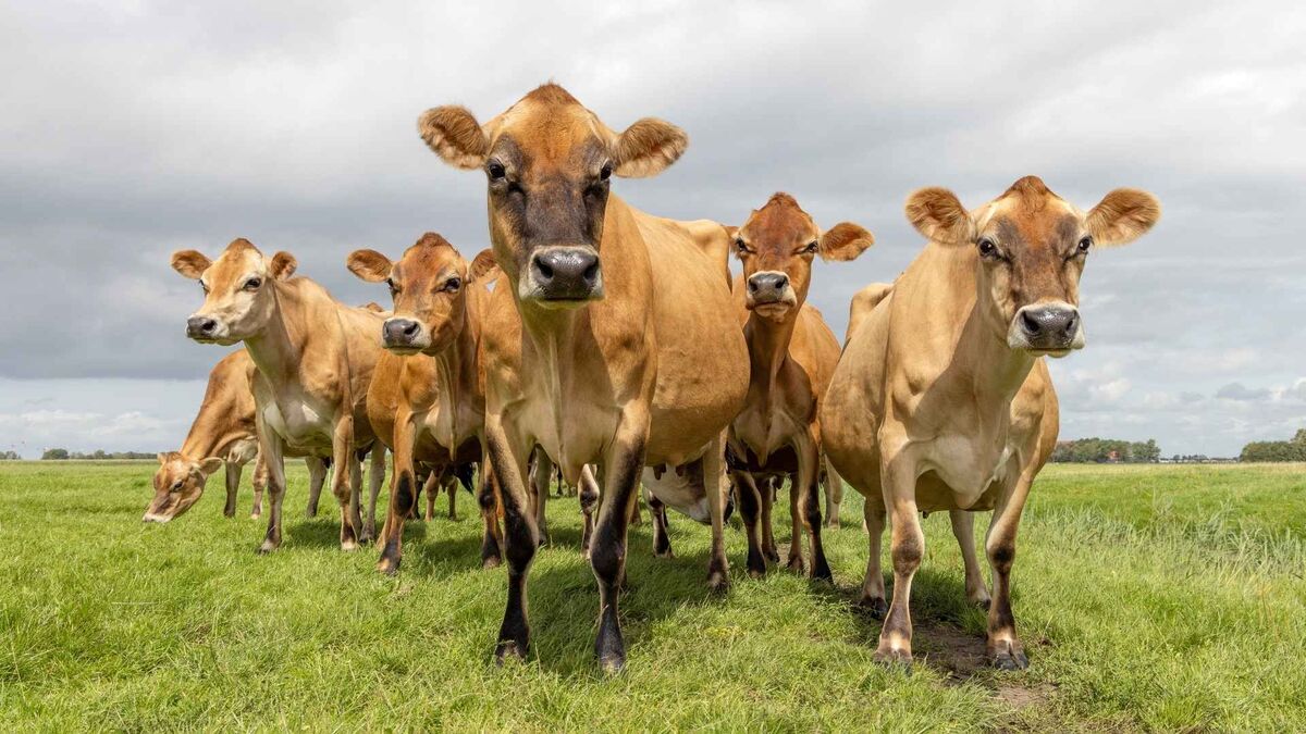 Stado brązowych krów stoi na zielonym pastwisku, a kilka zwierząt znajduje się blisko obiektywu. Krowy są ustawione obok siebie i zwrócone w stronę aparatu. W tle rozciąga się trawiasta łąka pod zachmurzonym niebem.